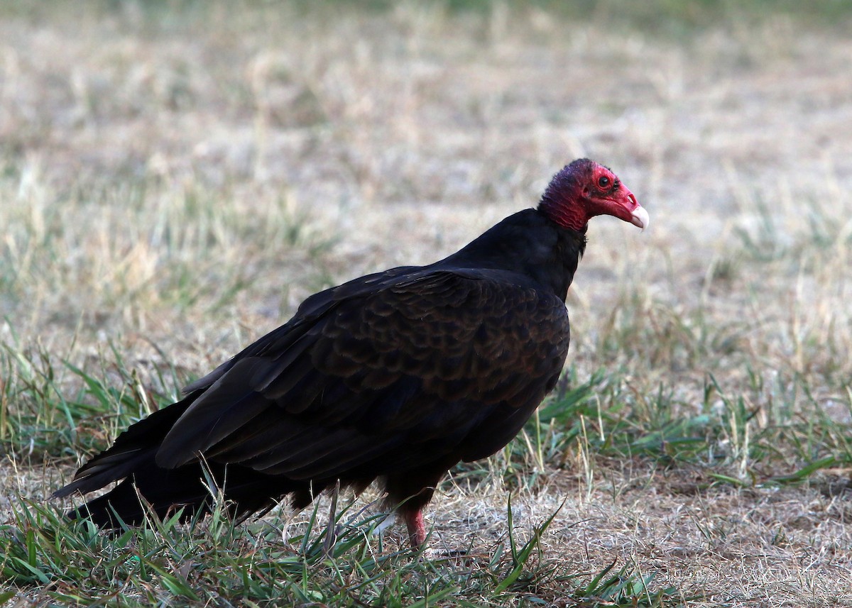 Turkey Vulture - ML619424705