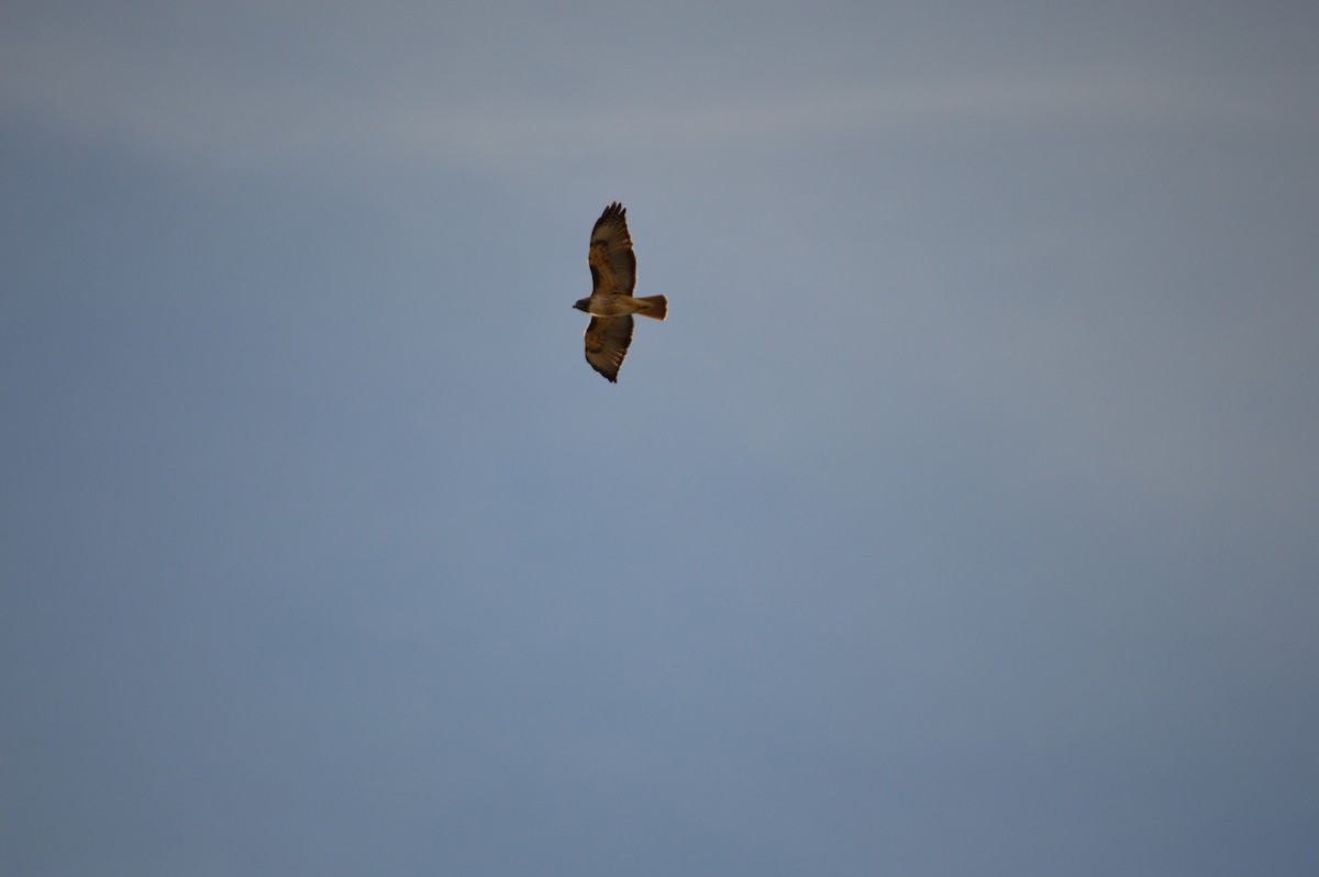Red-tailed Hawk - ML619424796
