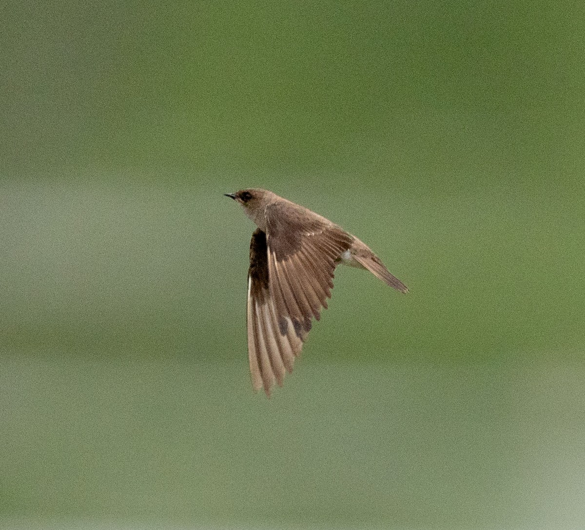 Northern Rough-winged Swallow - ML619424809