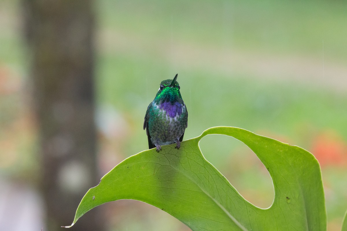 Пурпурногрудый колибри - ML619424850