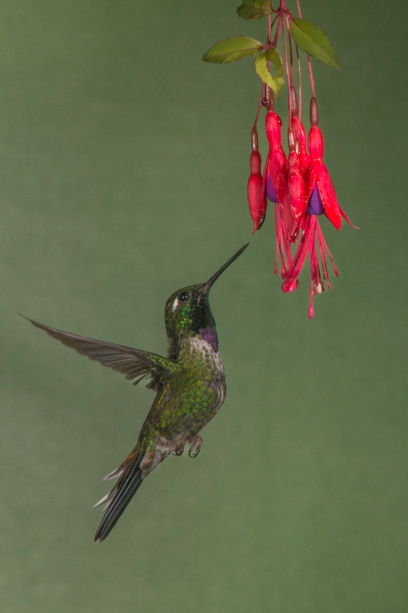 kolibřík skvrnoocasý - ML619424852