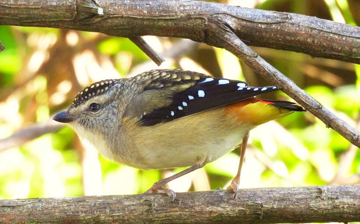 Spotted Pardalote - ML619424871