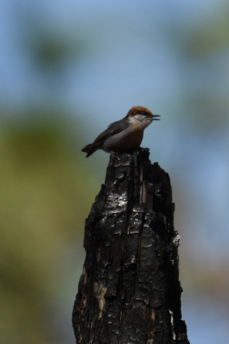 Brown-headed Nuthatch - ML619424885