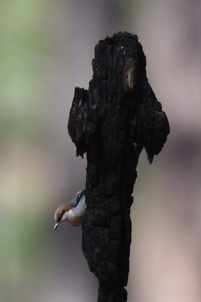 Brown-headed Nuthatch - ML619424887
