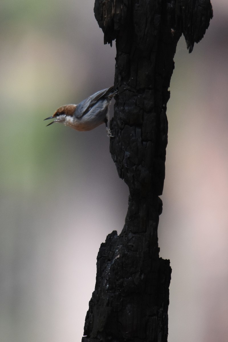 Brown-headed Nuthatch - ML619424890