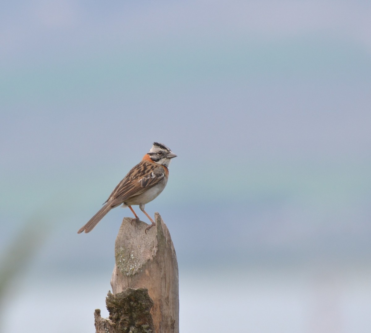 Rufous-collared Sparrow - ML619424928