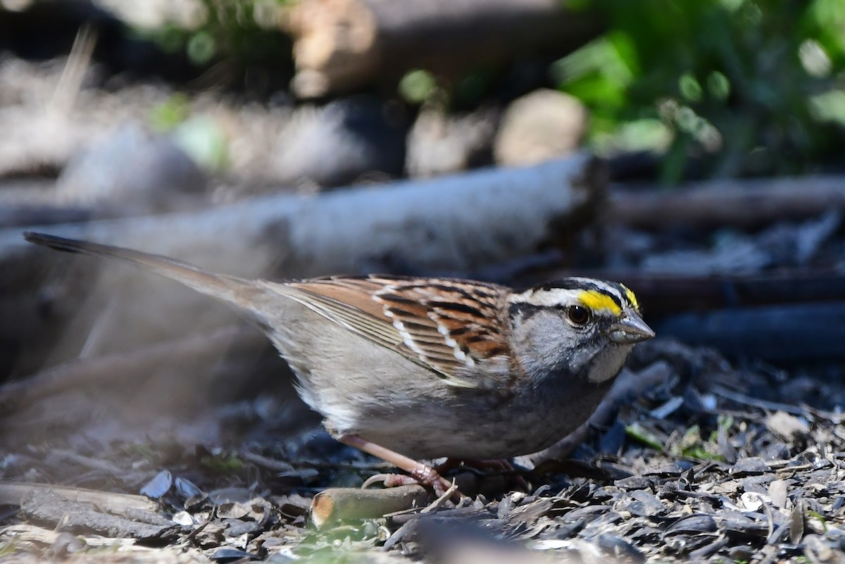 White-throated Sparrow - ML619424935