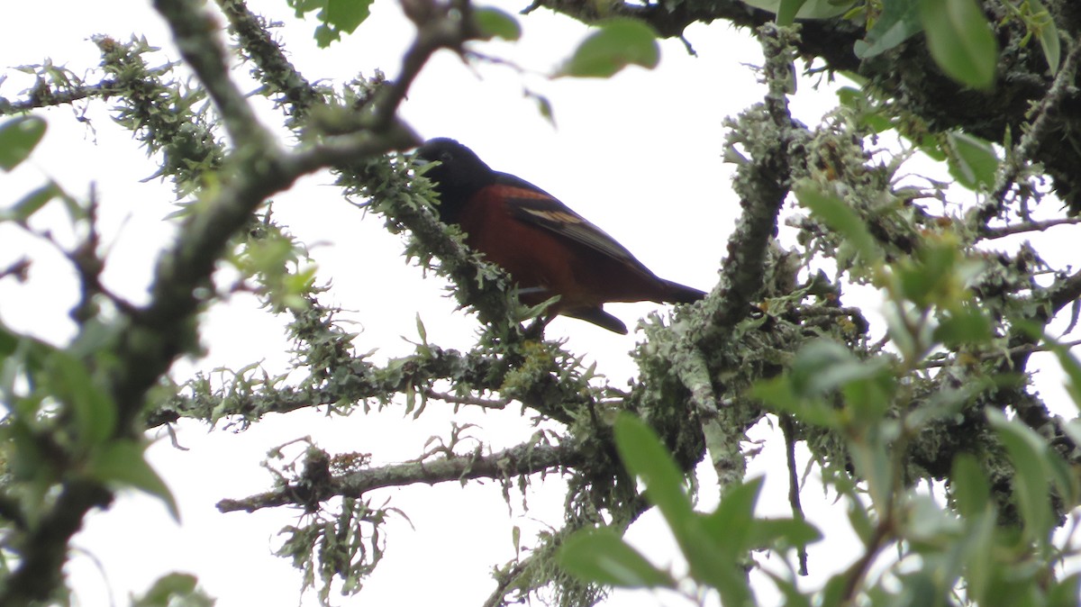 Orchard Oriole - ML619424949