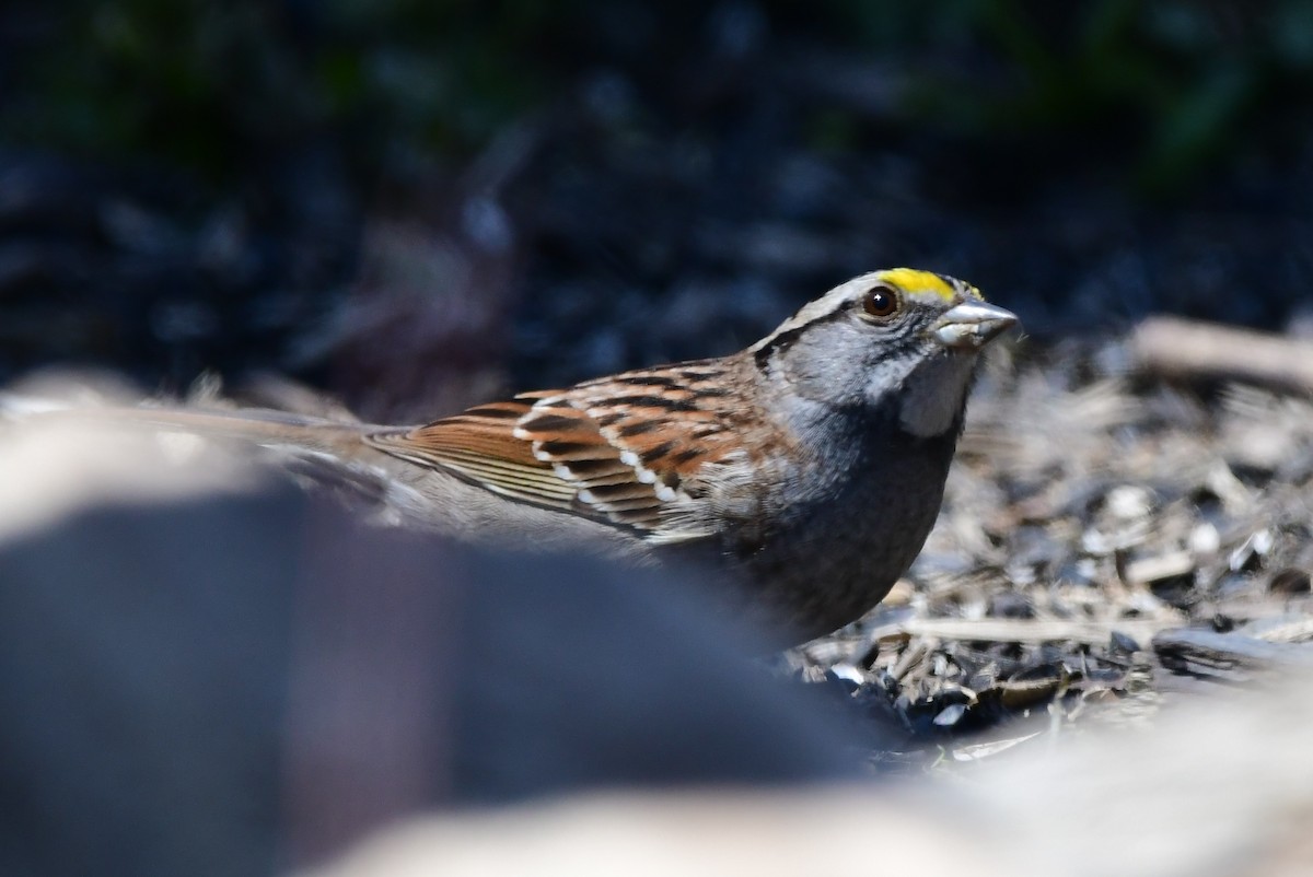 White-throated Sparrow - ML619424951