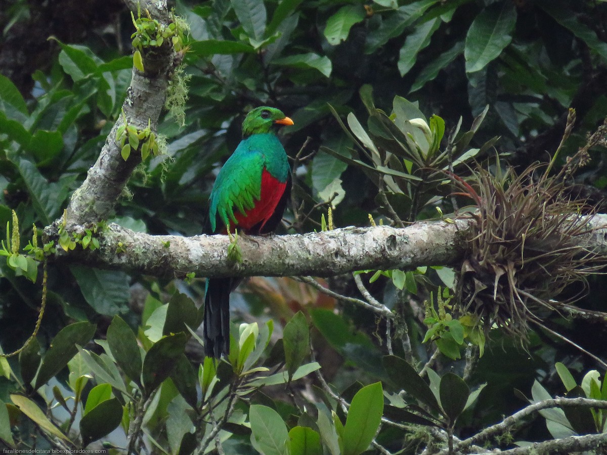 Quetzal Cabecidorado - ML619424962