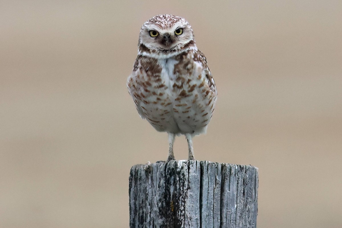 Burrowing Owl - ML619424987