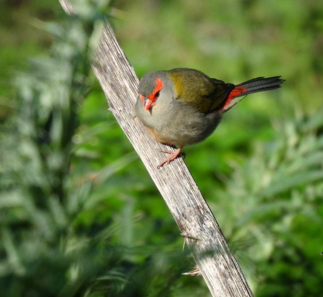 Red-browed Firetail - ML619424992