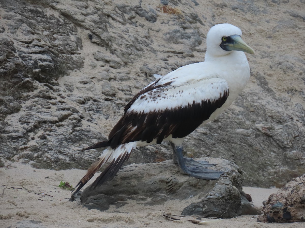 Masked Booby - ML619425015