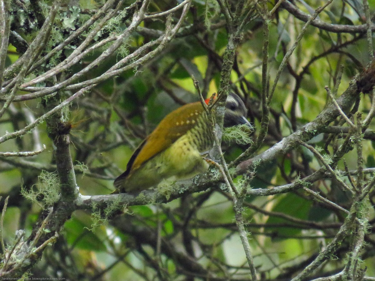 Yellow-vented Woodpecker - ML619425019