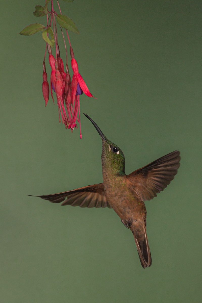 kolibřík hnědobřichý - ML619425029