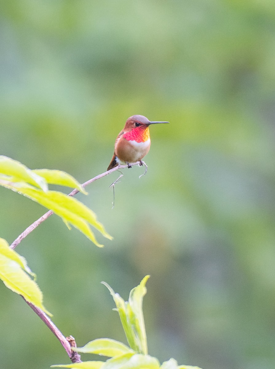 Rufous Hummingbird - ML619425031