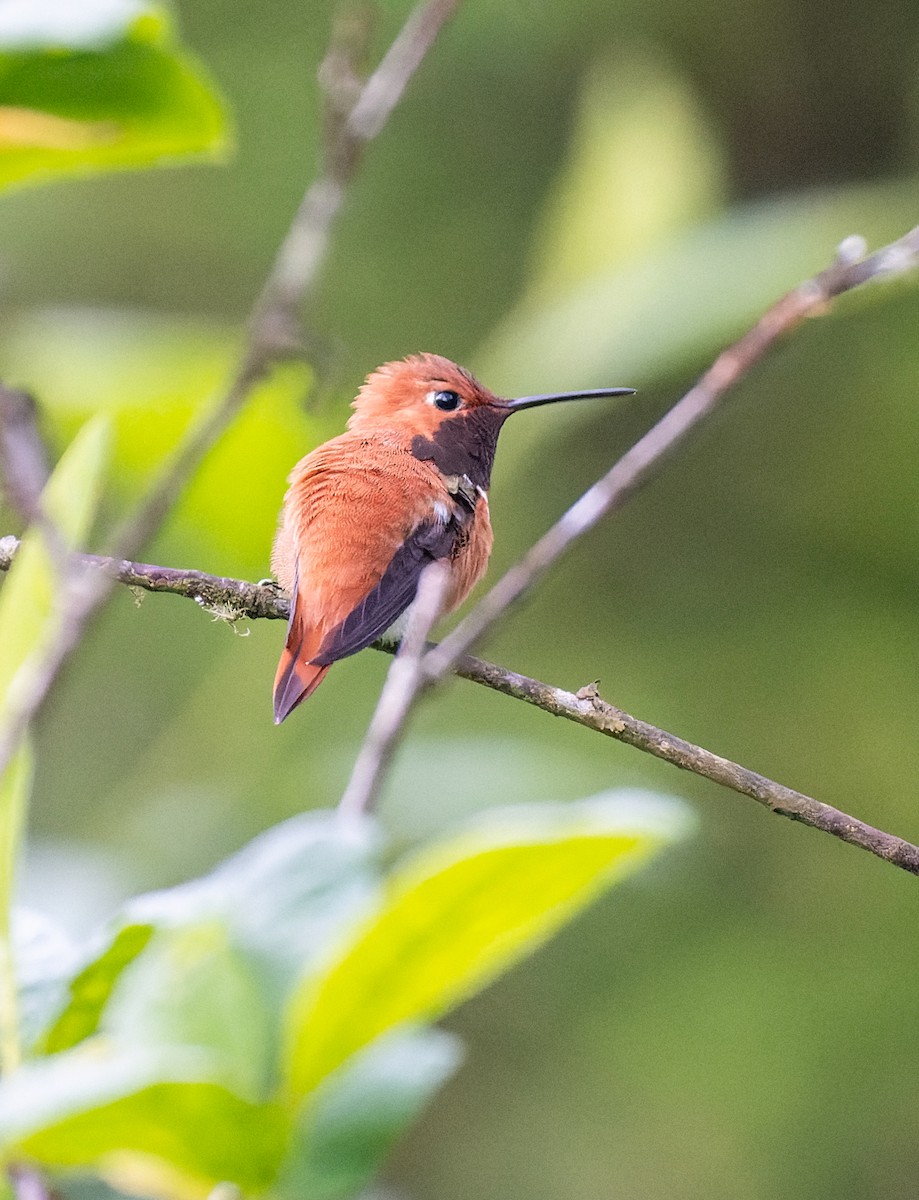 Rufous Hummingbird - ML619425032