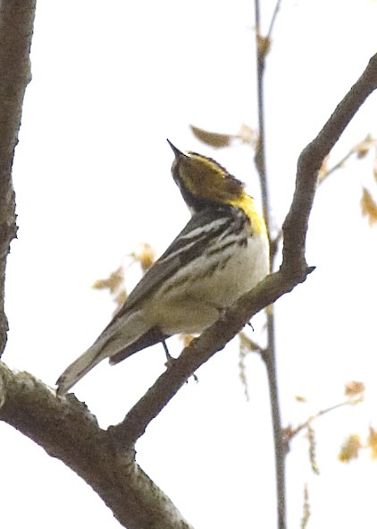 Yellow-throated Warbler - ML619425051