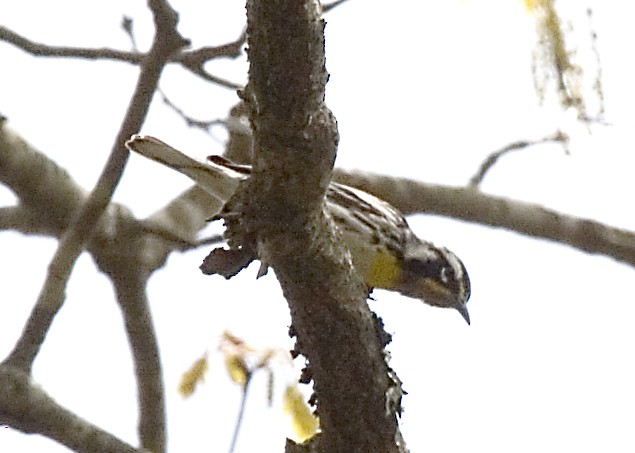 Yellow-throated Warbler - ML619425052