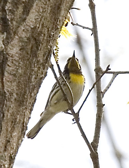 Yellow-throated Warbler - ML619425053