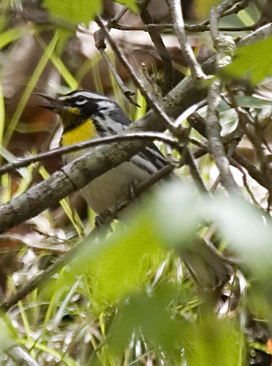 Yellow-throated Warbler - ML619425059