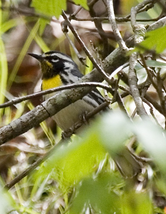 Yellow-throated Warbler - ML619425061