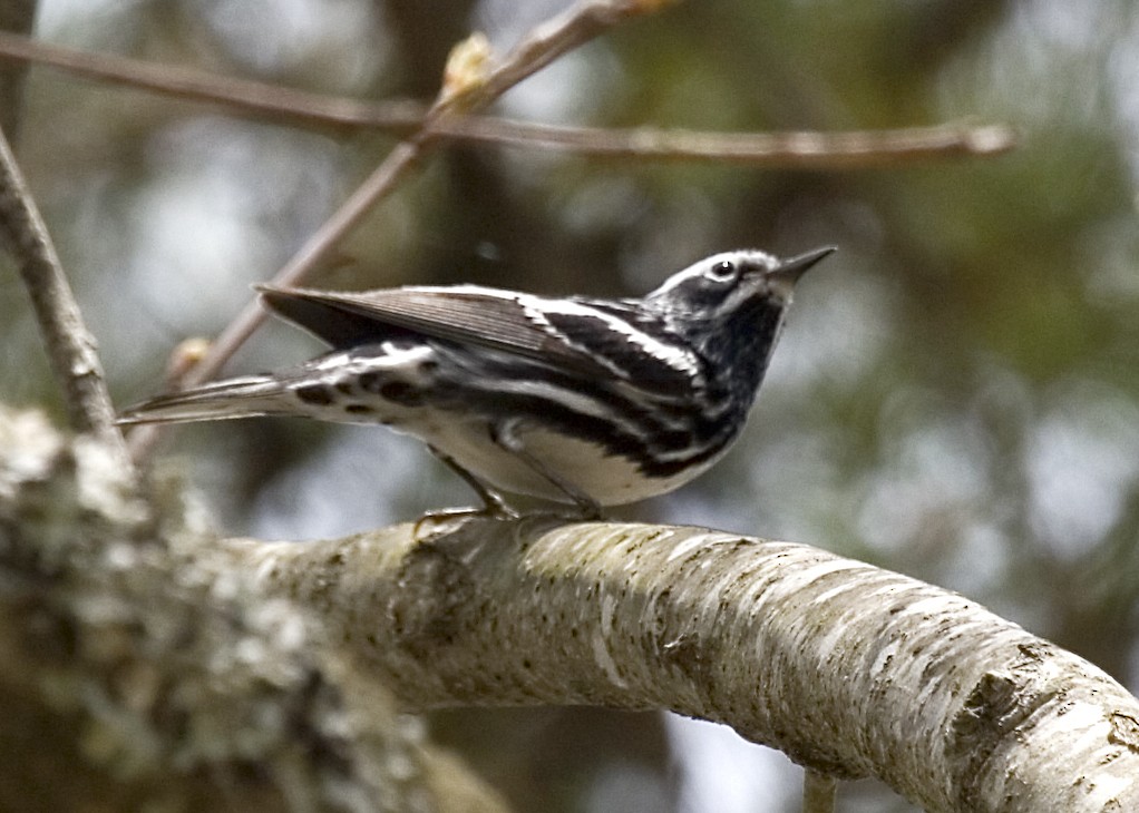 Black-and-white Warbler - ML619425075