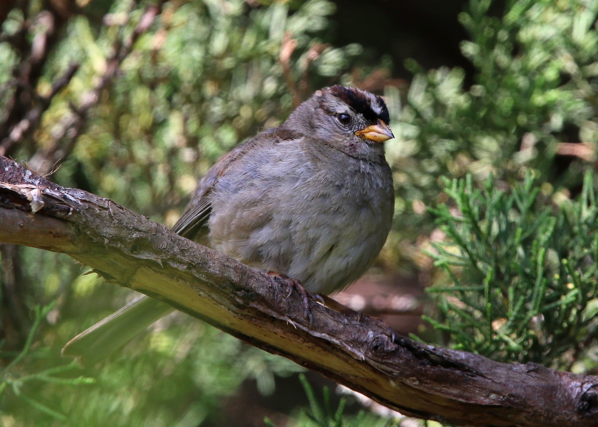 White-crowned Sparrow - ML619425085