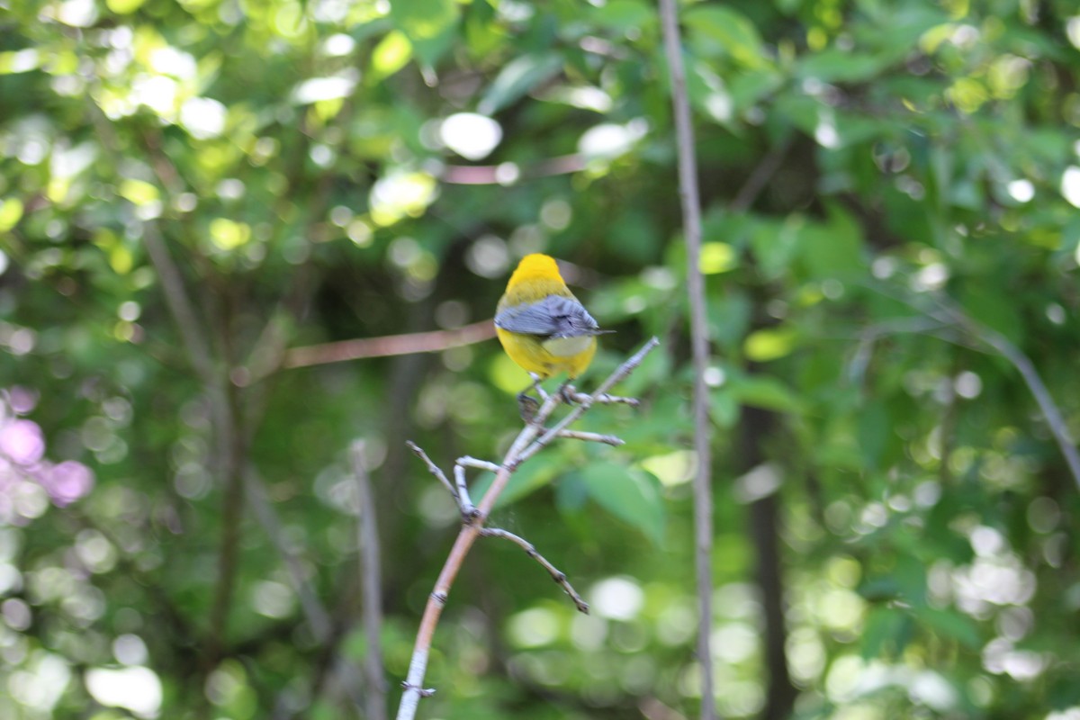 Prothonotary Warbler - ML619425088