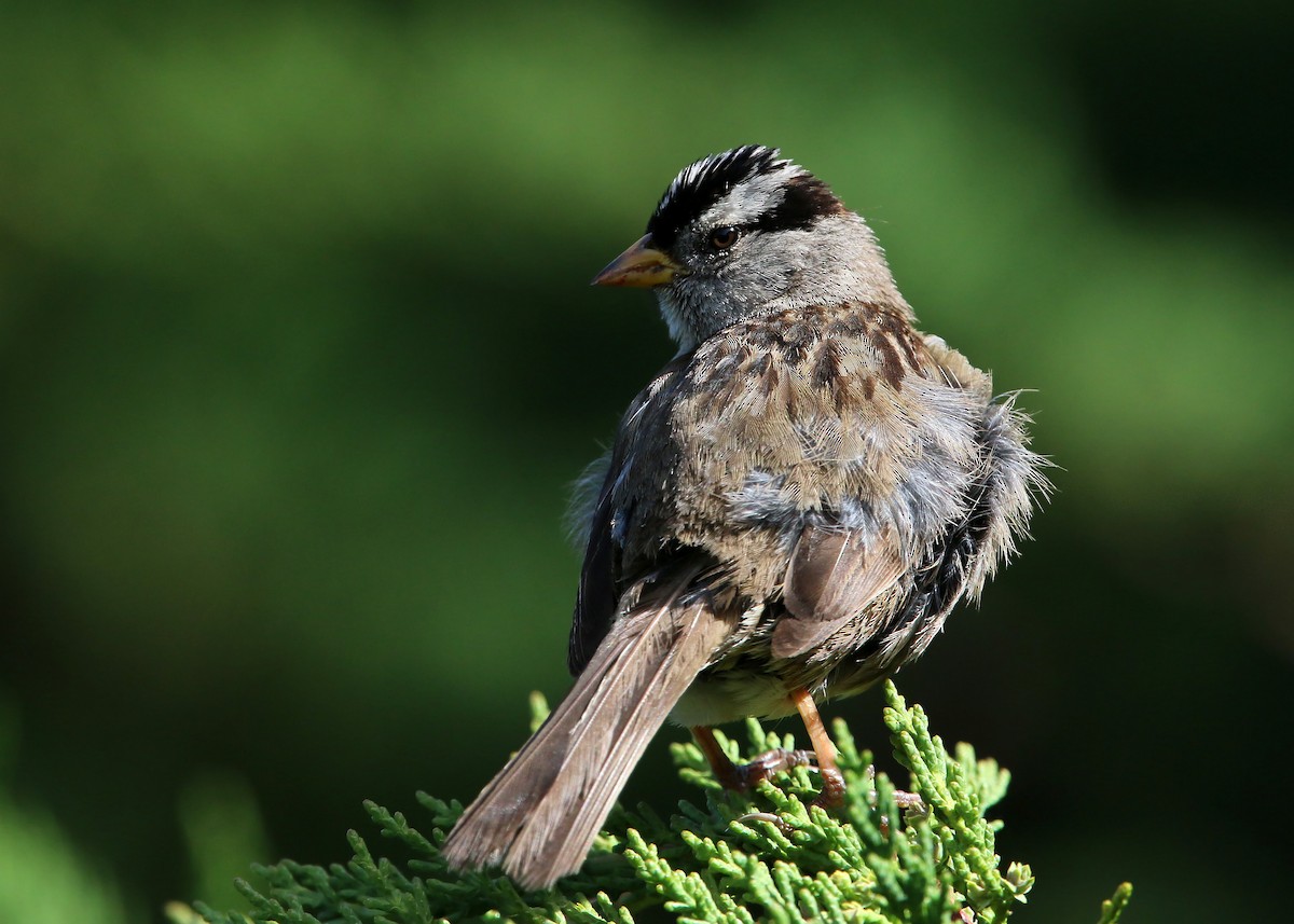 White-crowned Sparrow - ML619425100