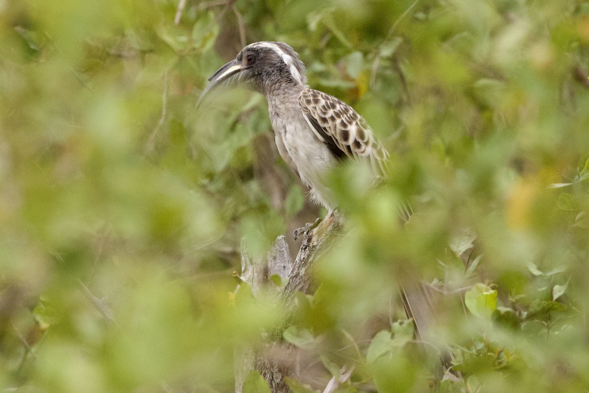 African Gray Hornbill - ML619425109