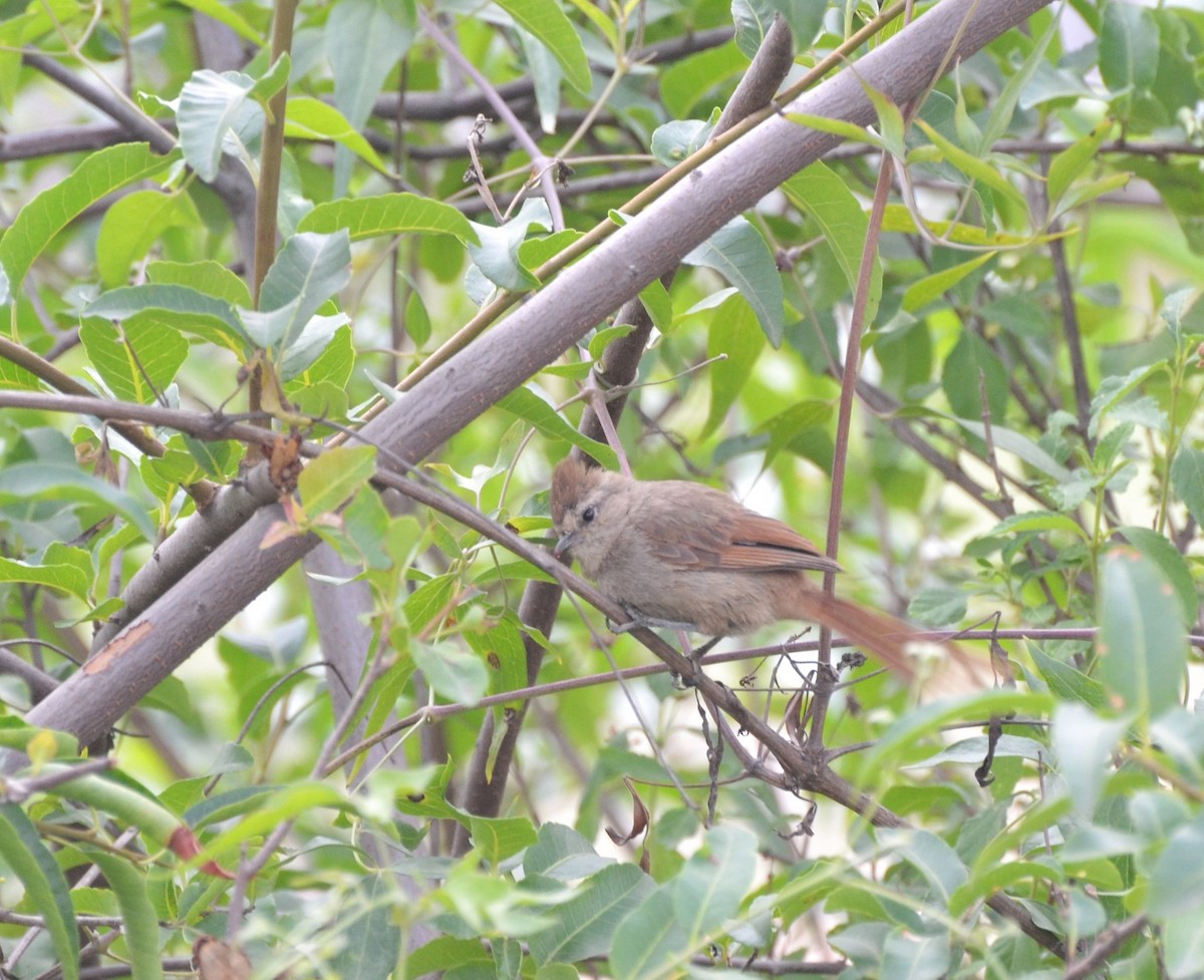 Brown-capped Tit-Spinetail - ML619425111
