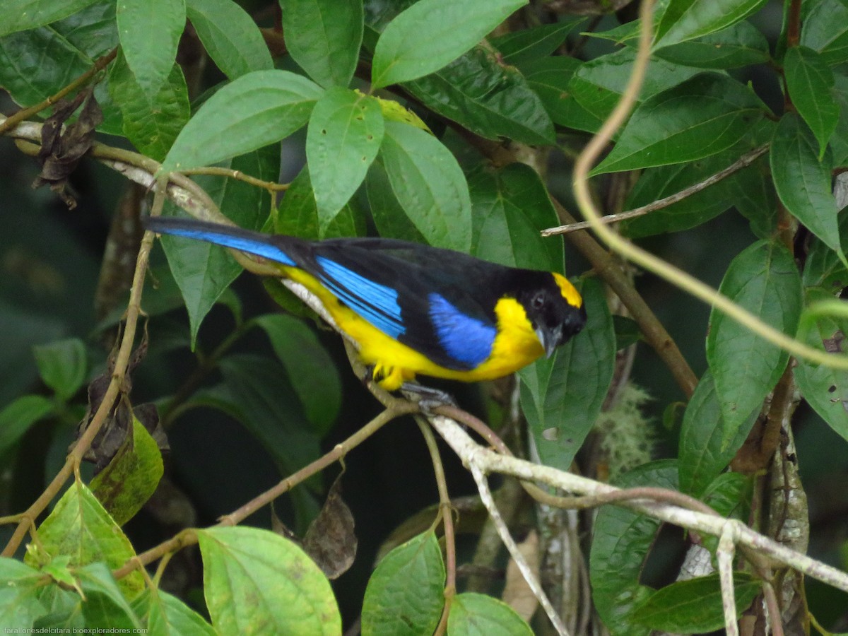 Blue-winged Mountain Tanager - ML619425130