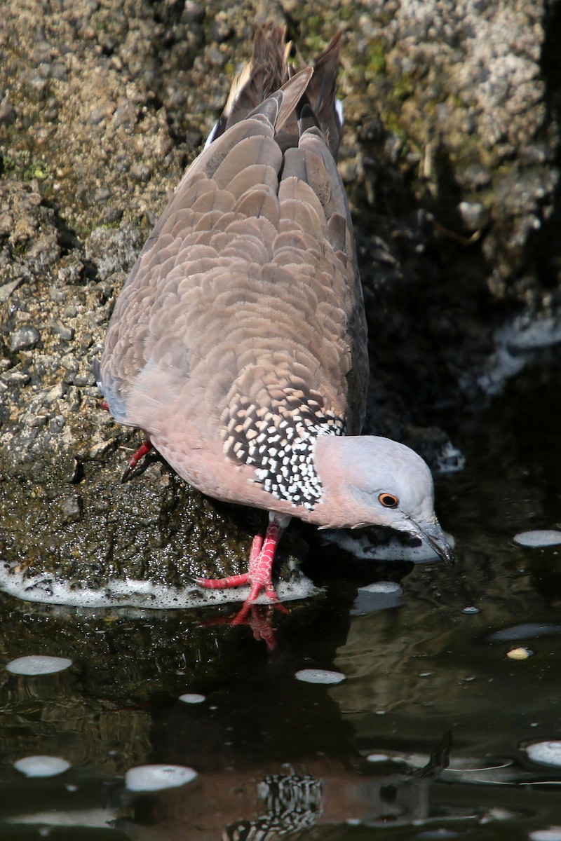 Spotted Dove - ML619425266