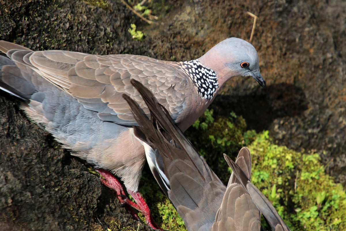 Spotted Dove - ML619425276