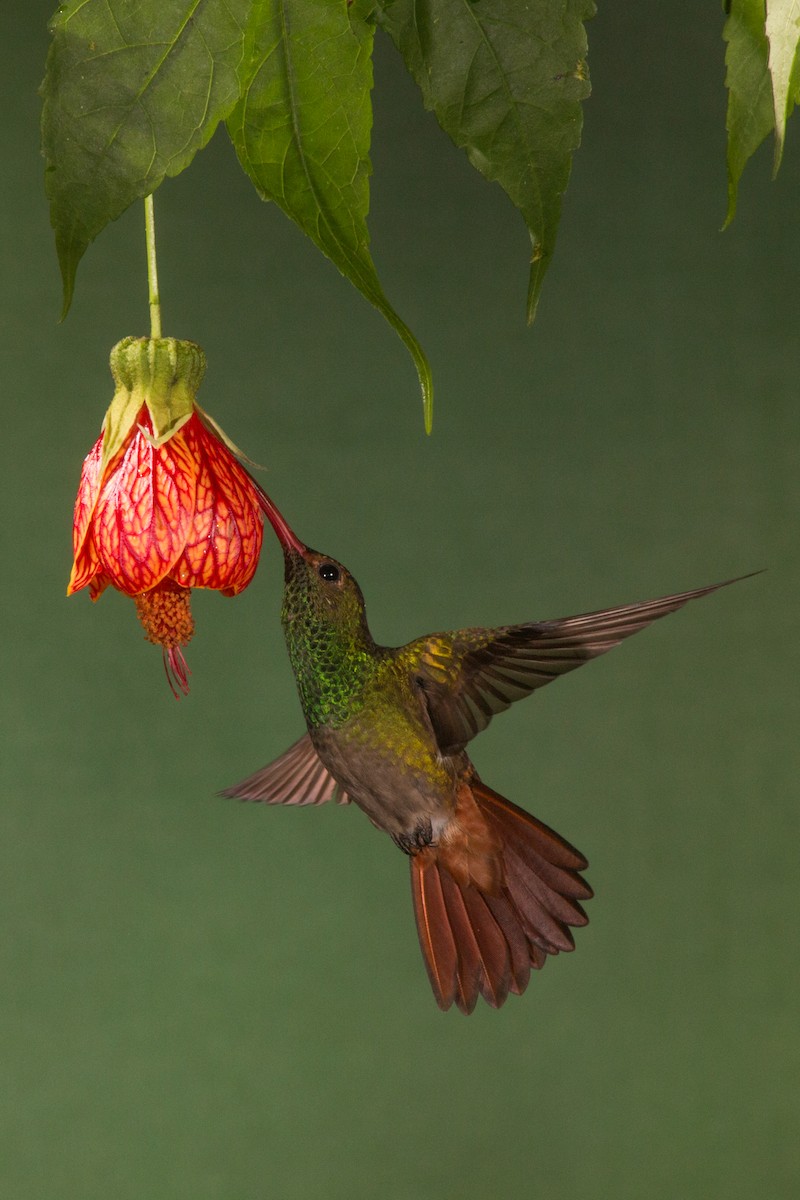 Rufous-tailed Hummingbird - ML619425311