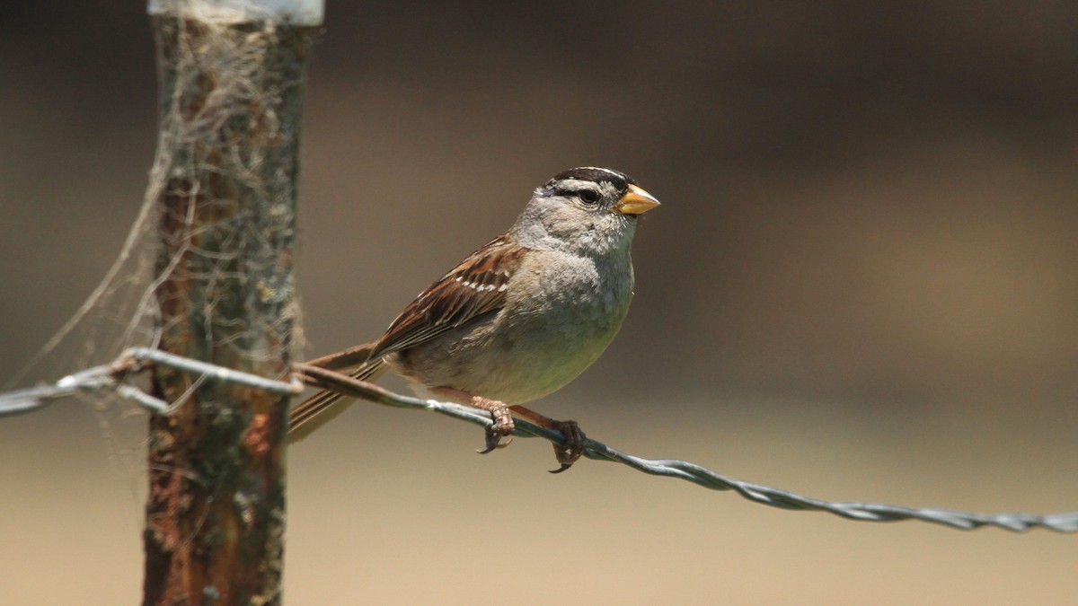 White-crowned Sparrow - ML619425335