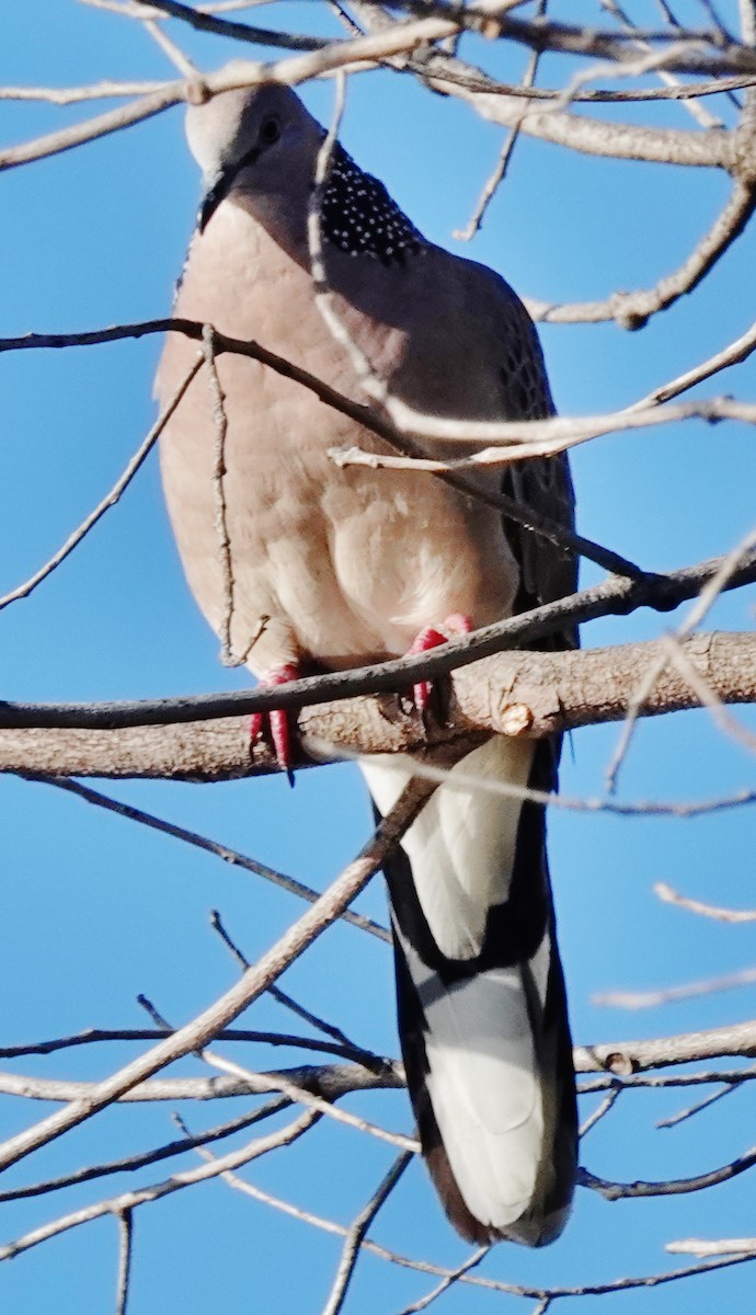 Spotted Dove - ML619425346