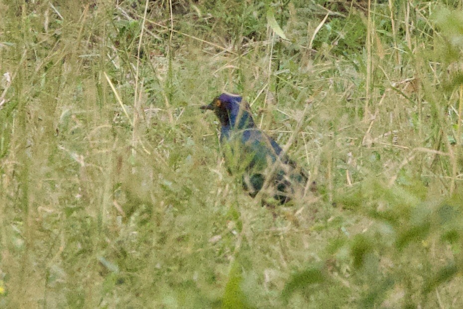 Greater Blue-eared Starling - ML619425347