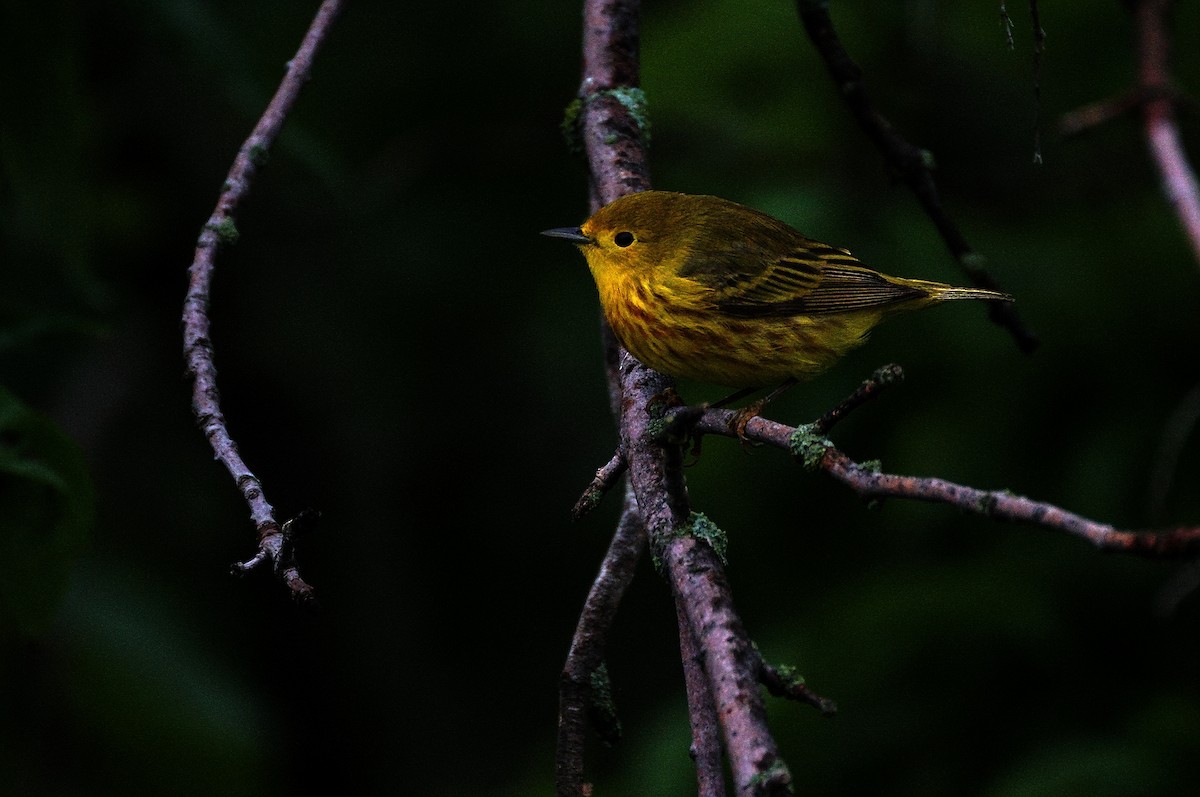 Yellow Warbler (Northern) - ML619425372
