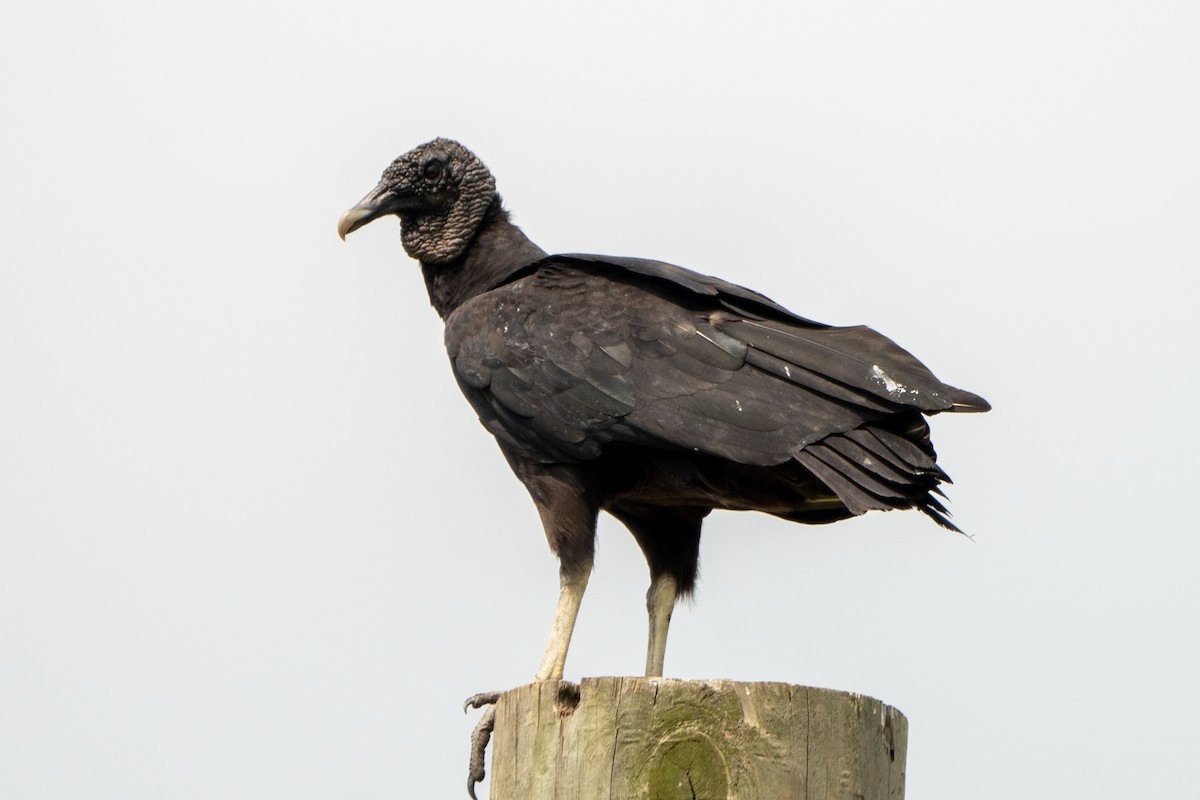 Black Vulture - ML619425395