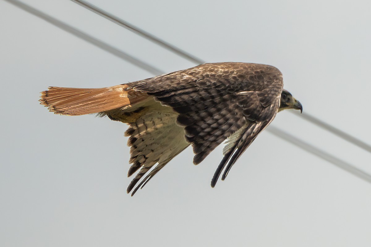 Red-tailed Hawk - ML619425424
