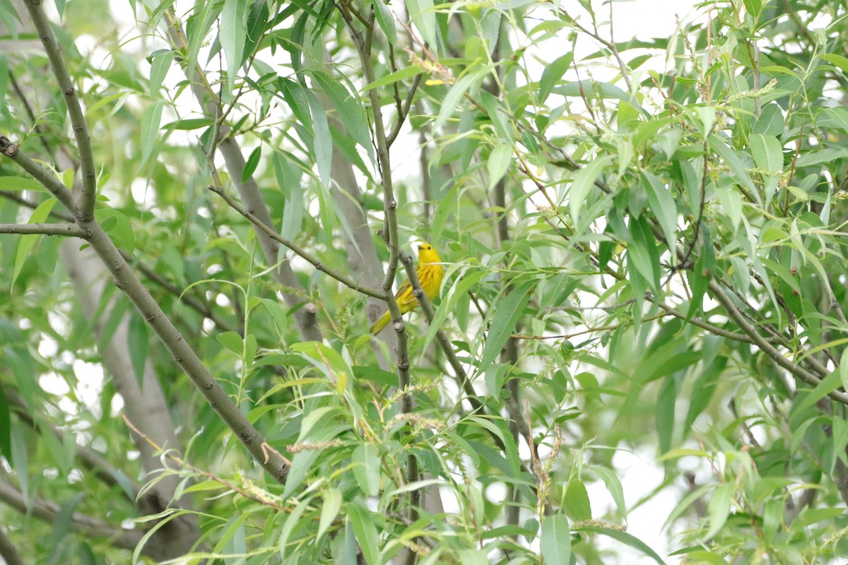 Yellow Warbler - ML619425507