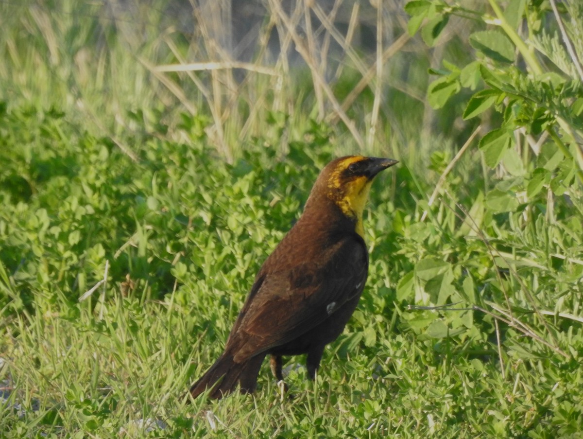 Yellow-headed Blackbird - ML619425512