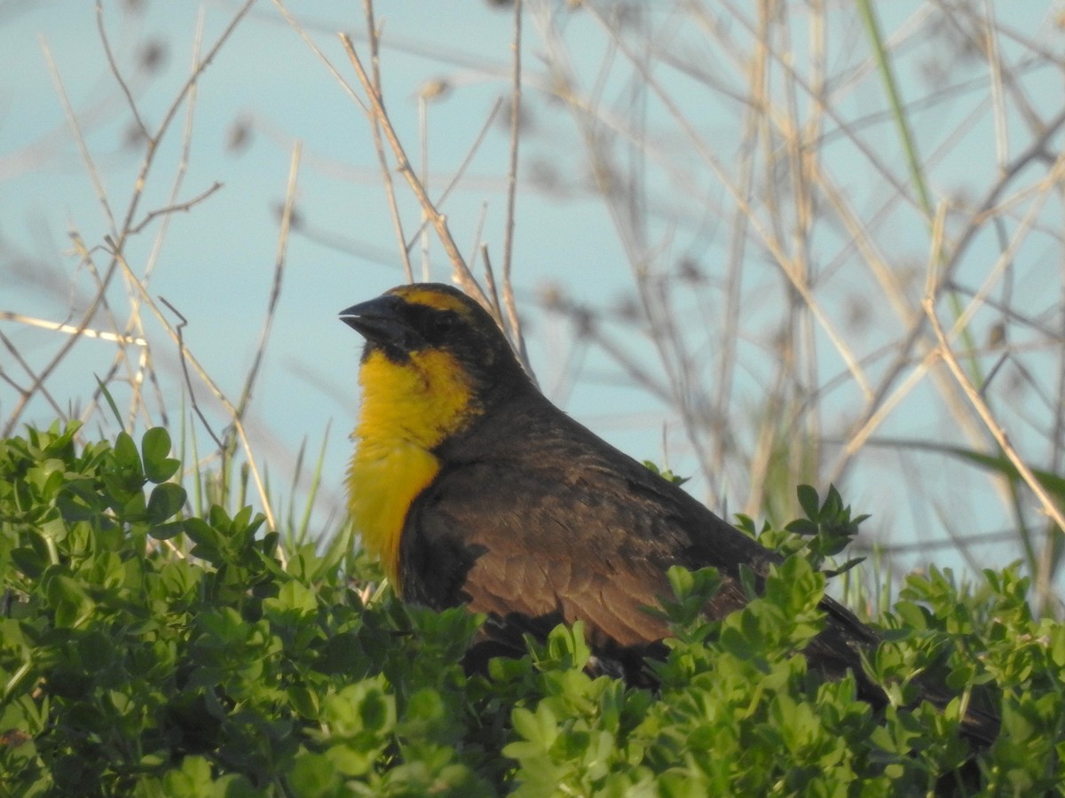 Yellow-headed Blackbird - ML619425513