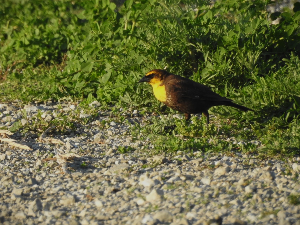 Yellow-headed Blackbird - ML619425514