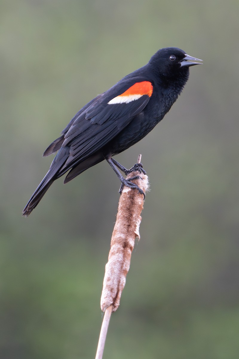 Red-winged Blackbird - ML619425528
