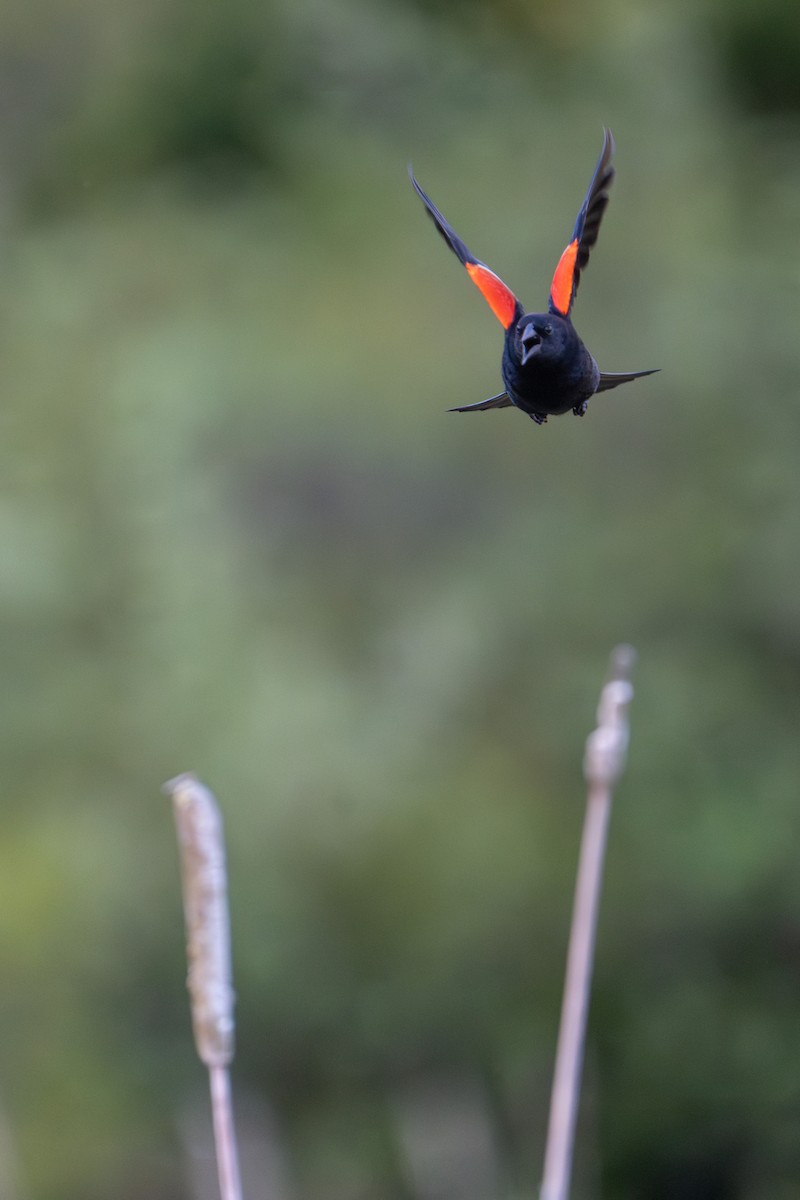 Red-winged Blackbird - ML619425529