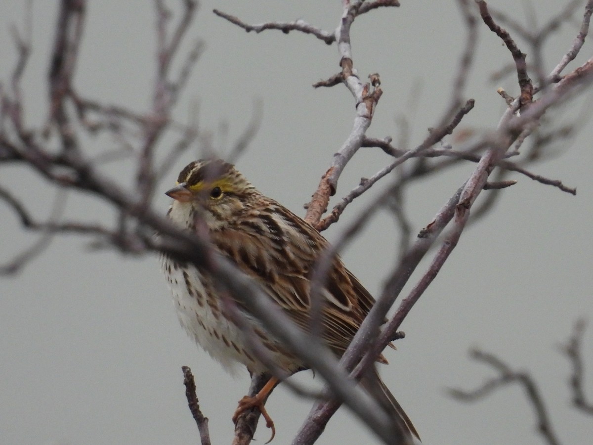 Savannah Sparrow - ML619425608
