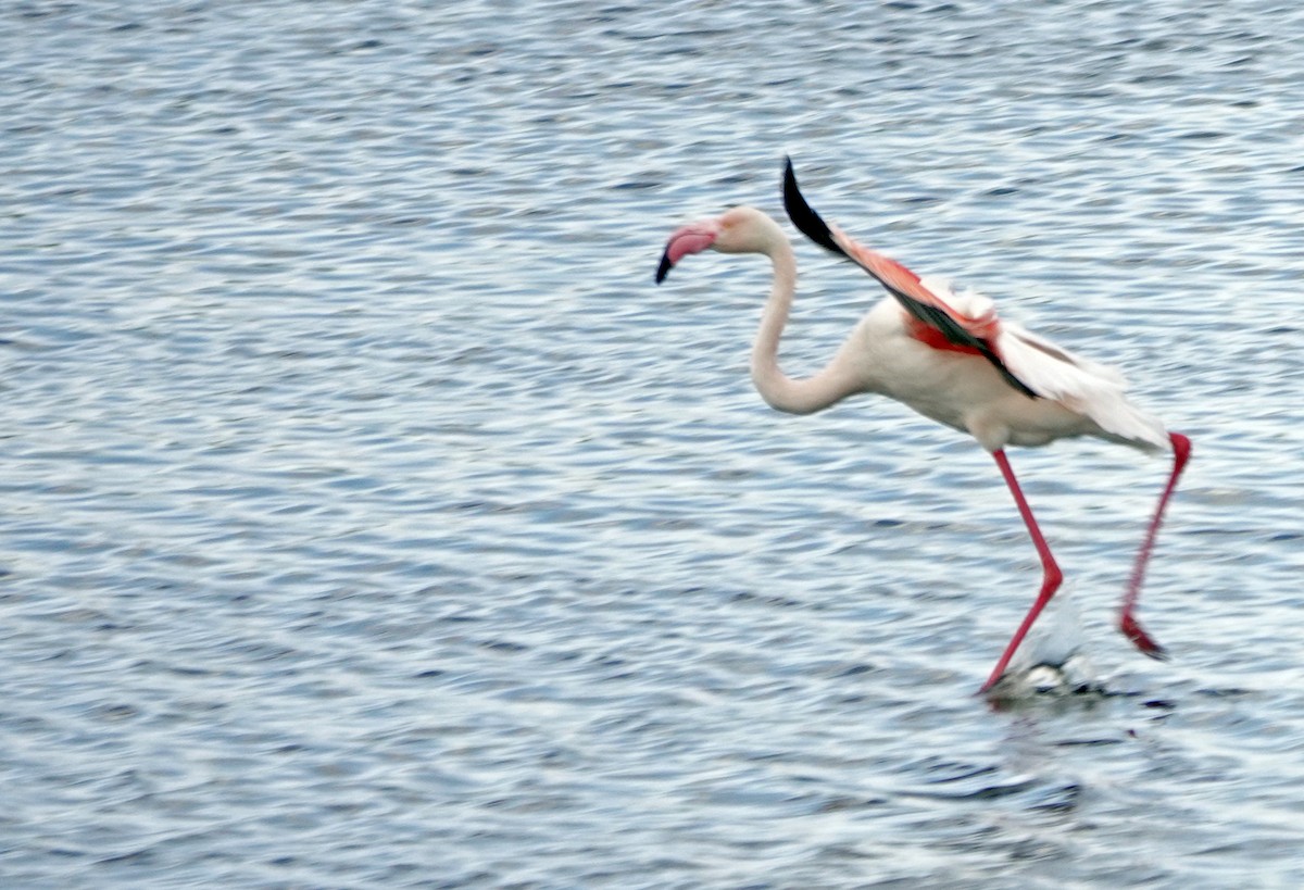 Greater Flamingo - ML619425647